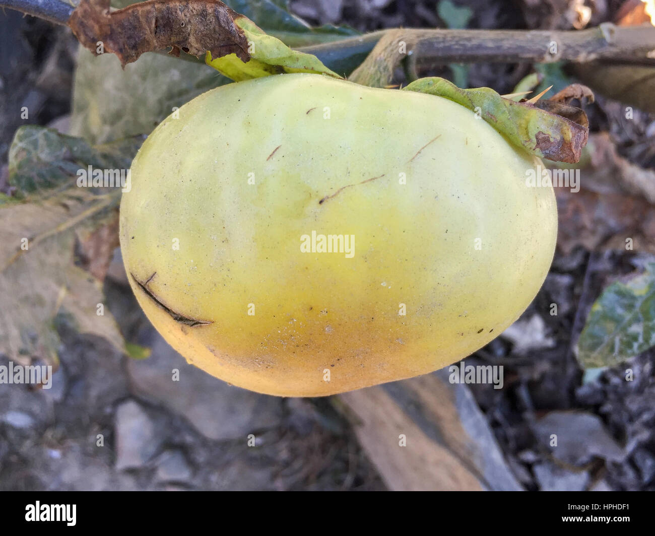 Unique eggplant in Ghandruk Nepal Stock Photo Alamy