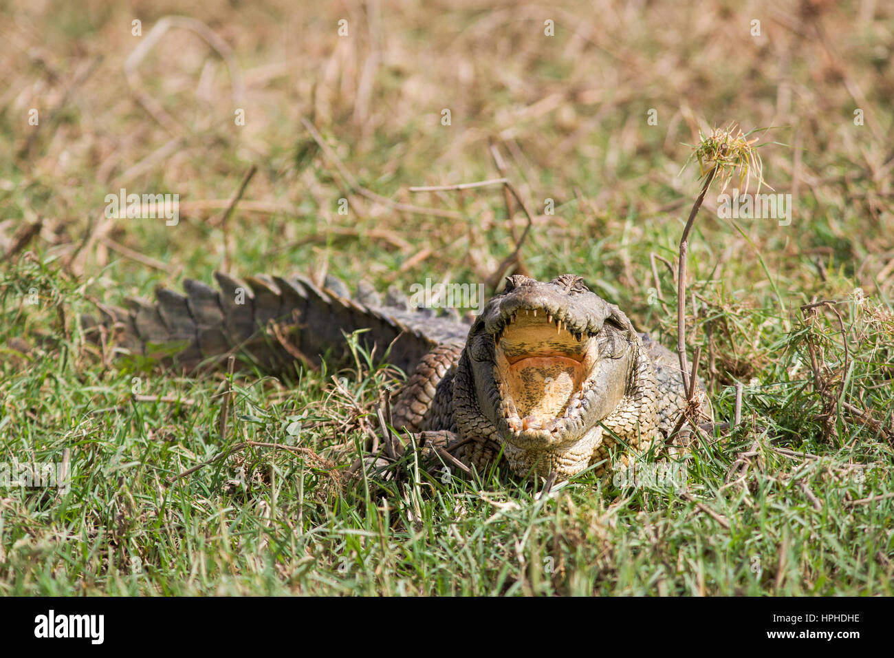 Nile crocodile gaping for thermoregulation, Djoudj, Senegal Stock Photo
