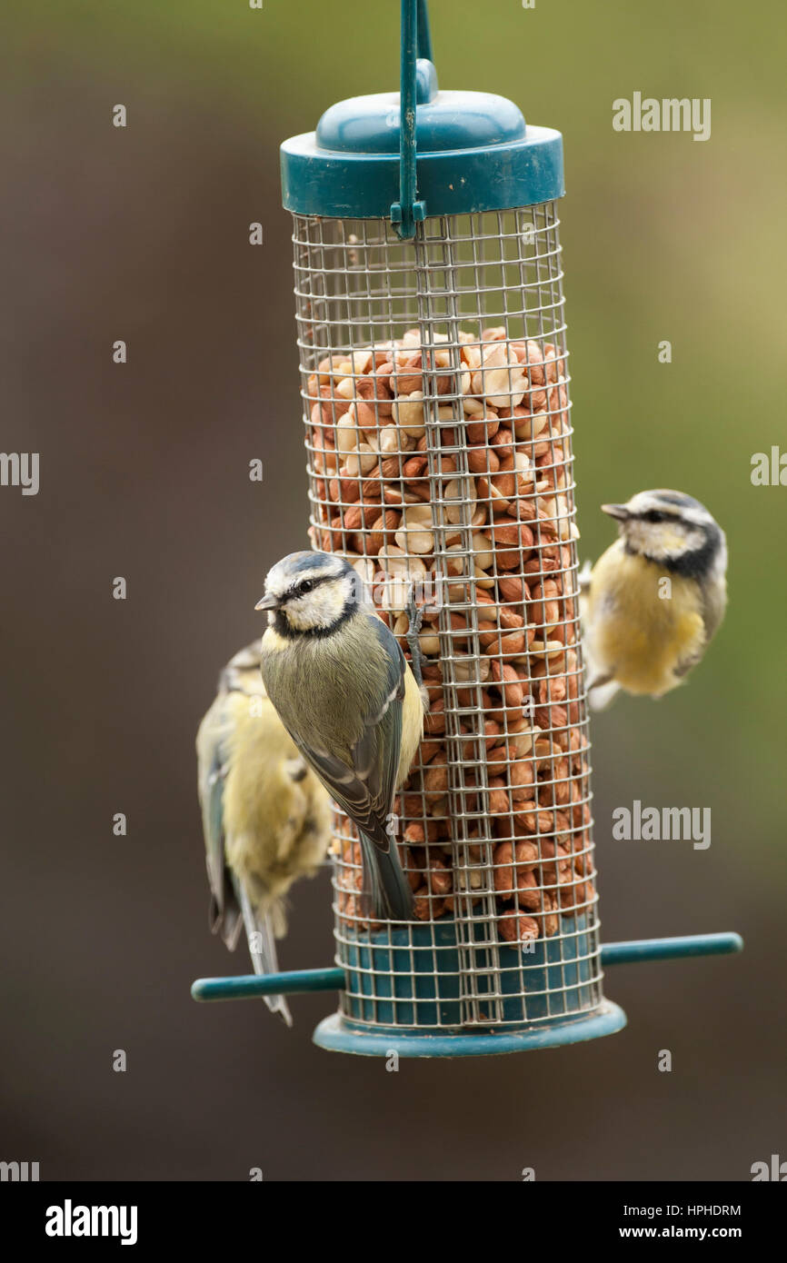 Blue Tit (Cyanistes caeruleus) group on bird feeder filled with peanuts in a garden in Northumberland, England, United Kingdom Stock Photo