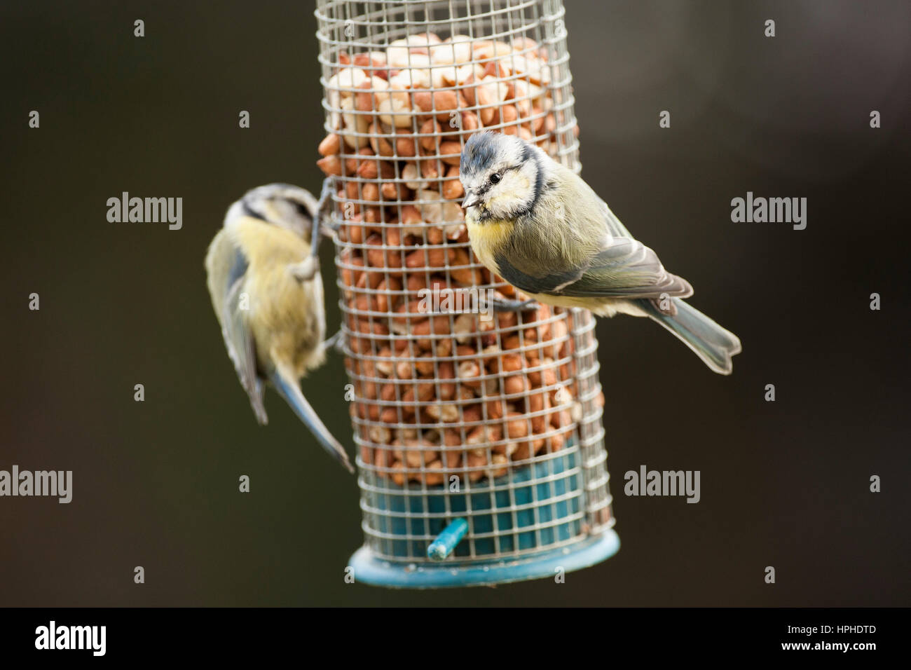 Blue Tit (Cyanistes caeruleus) pair on bird feeder filled with peanuts in a garden in Northumberland, England, United Kingdom Stock Photo