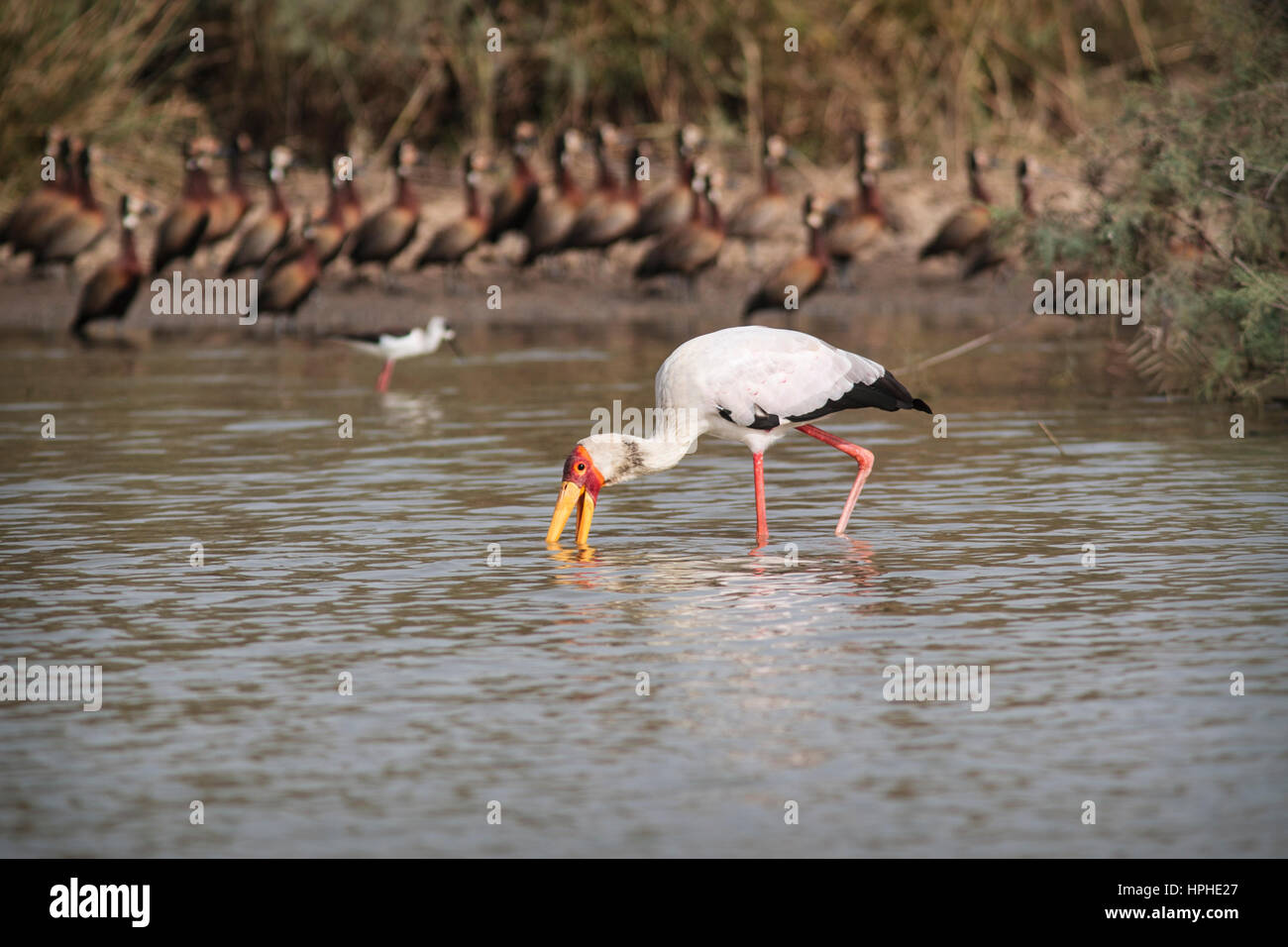 Yellow-billed Stork (Mycteria ibis) probing the water for food with White-faced Whistling Duck (Dendrocygna viduata) behind, Djoudj, Senegal Stock Photo