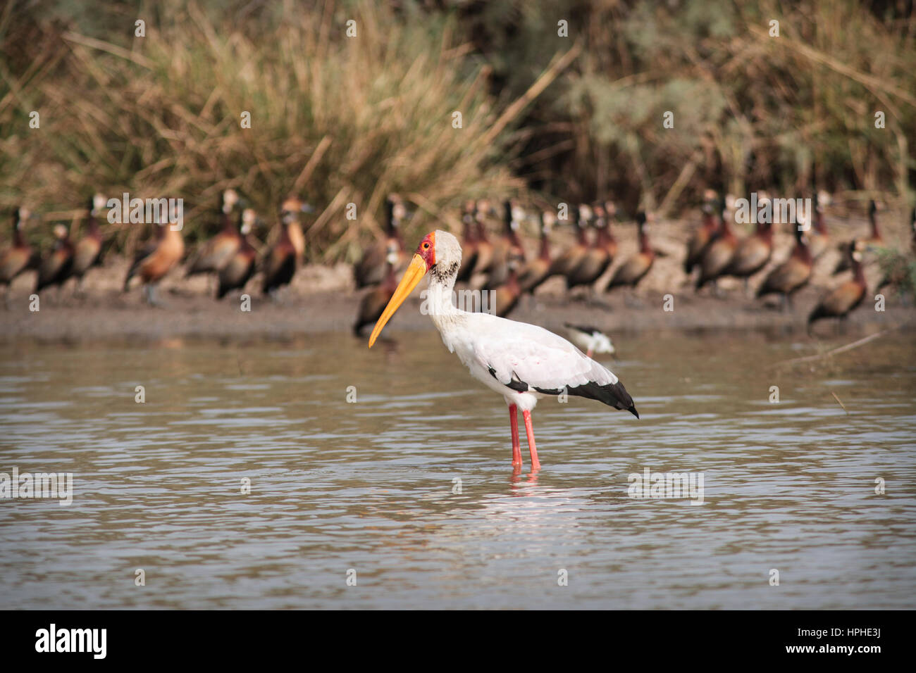 Yellow-billed Stork (Mycteria ibis) with White-faced Whistling Duck (Dendrocygna viduata) behind, Djoudj National Park, Senegal Stock Photo