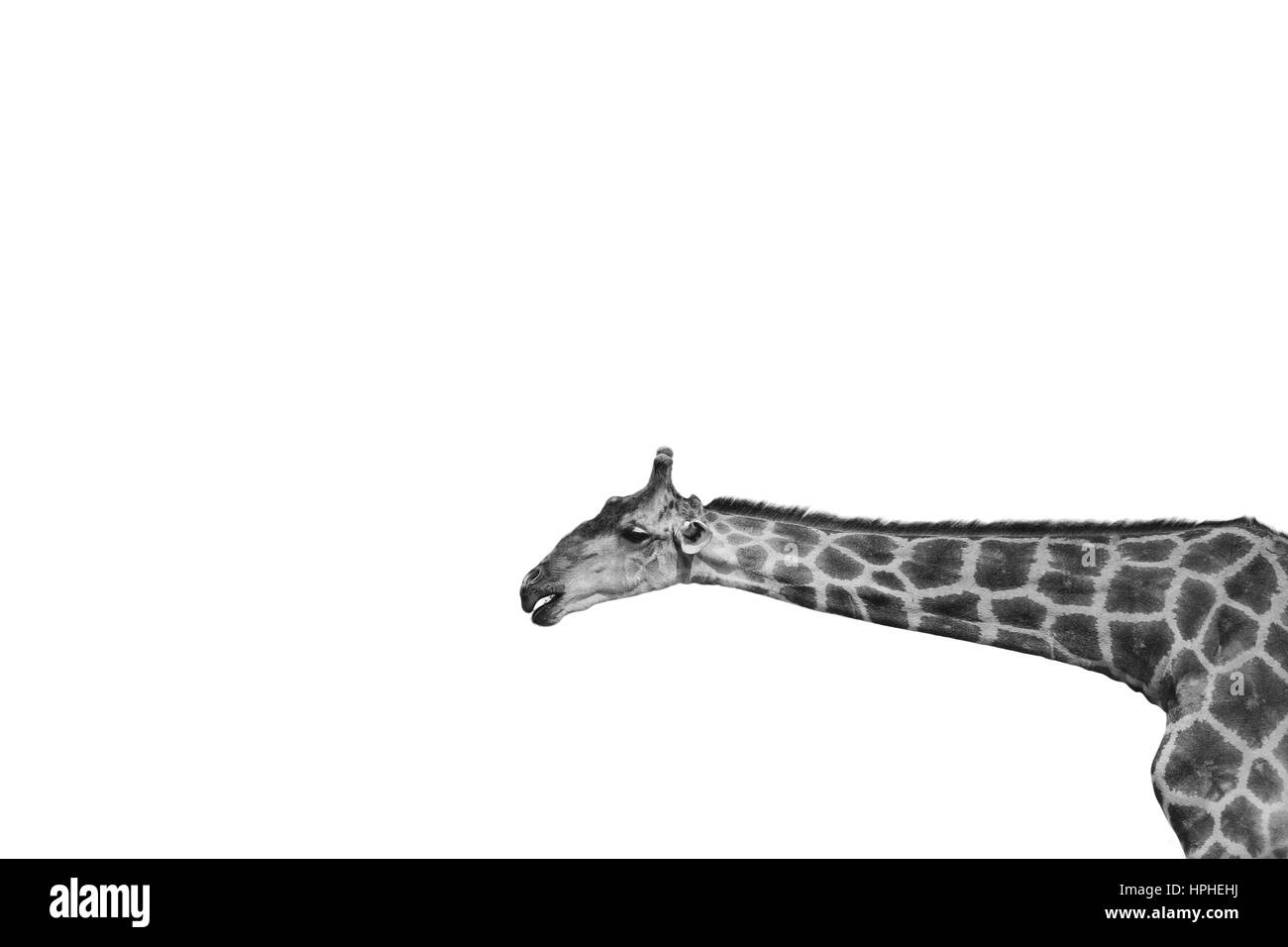 Giraffe portrait on white background in black and white Stock Photo