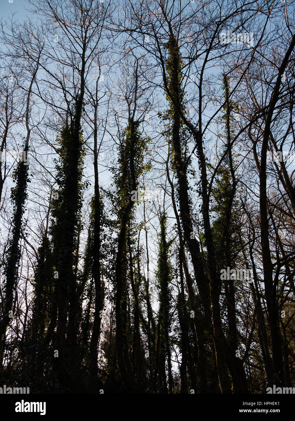 View of a group of trees with few leaves. The lighting condition makes them appear sihouetted Stock Photo