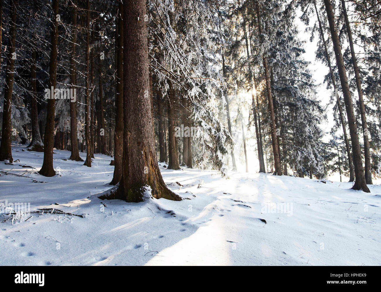 Winter forest landscape with frosty and snowy pine trees Stock Photo ...