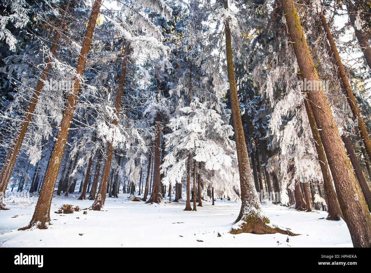 Winter forest landscape with frosty and snowy pine trees Stock Photo ...
