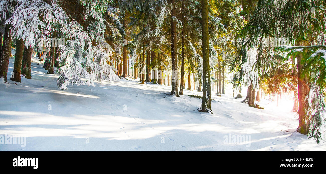 Winter forest landscape with frosty and snowy pine trees Stock Photo ...