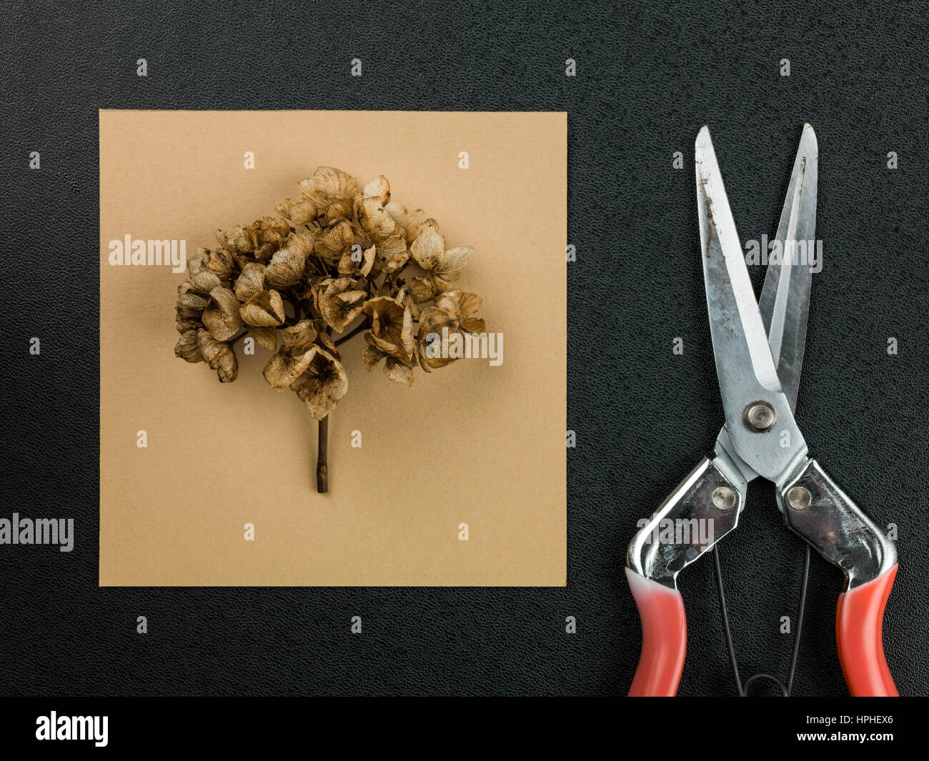 Dead Hydrangea Flower With Cutting Garden Pruners on a Black Background