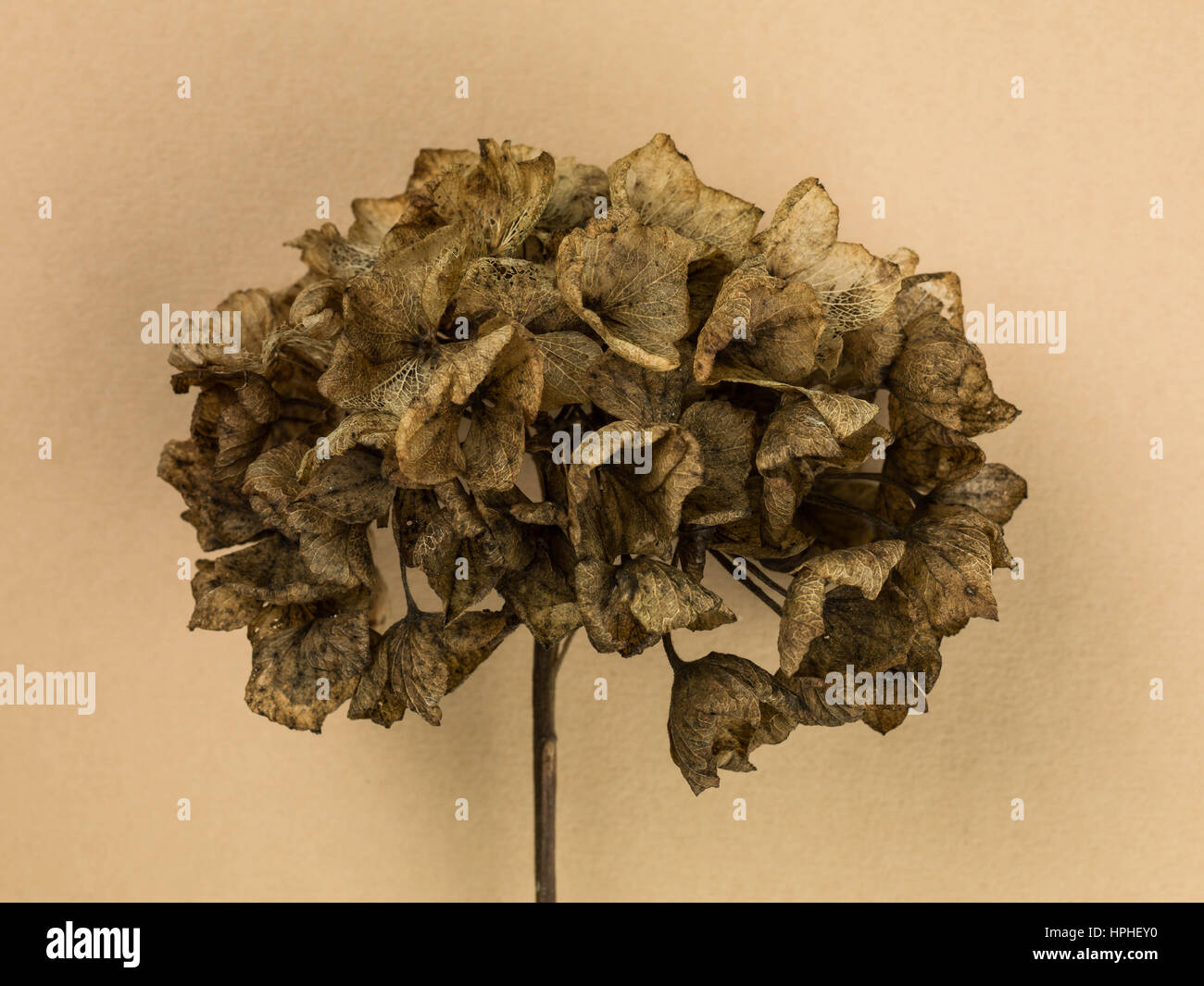 Decaying flower hires stock photography and images Alamy