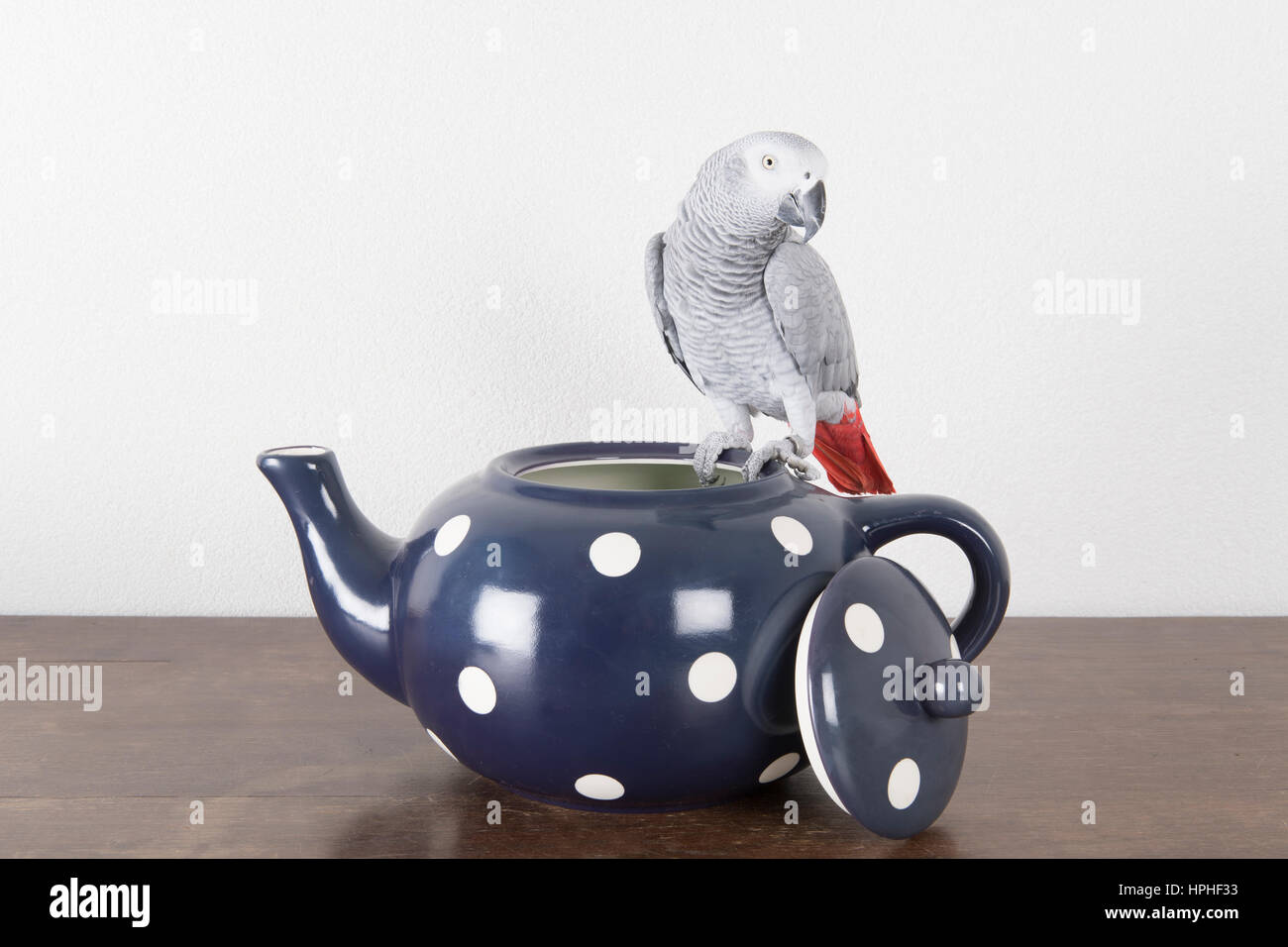 Blue parrot tea hi-res stock photography and images - Alamy