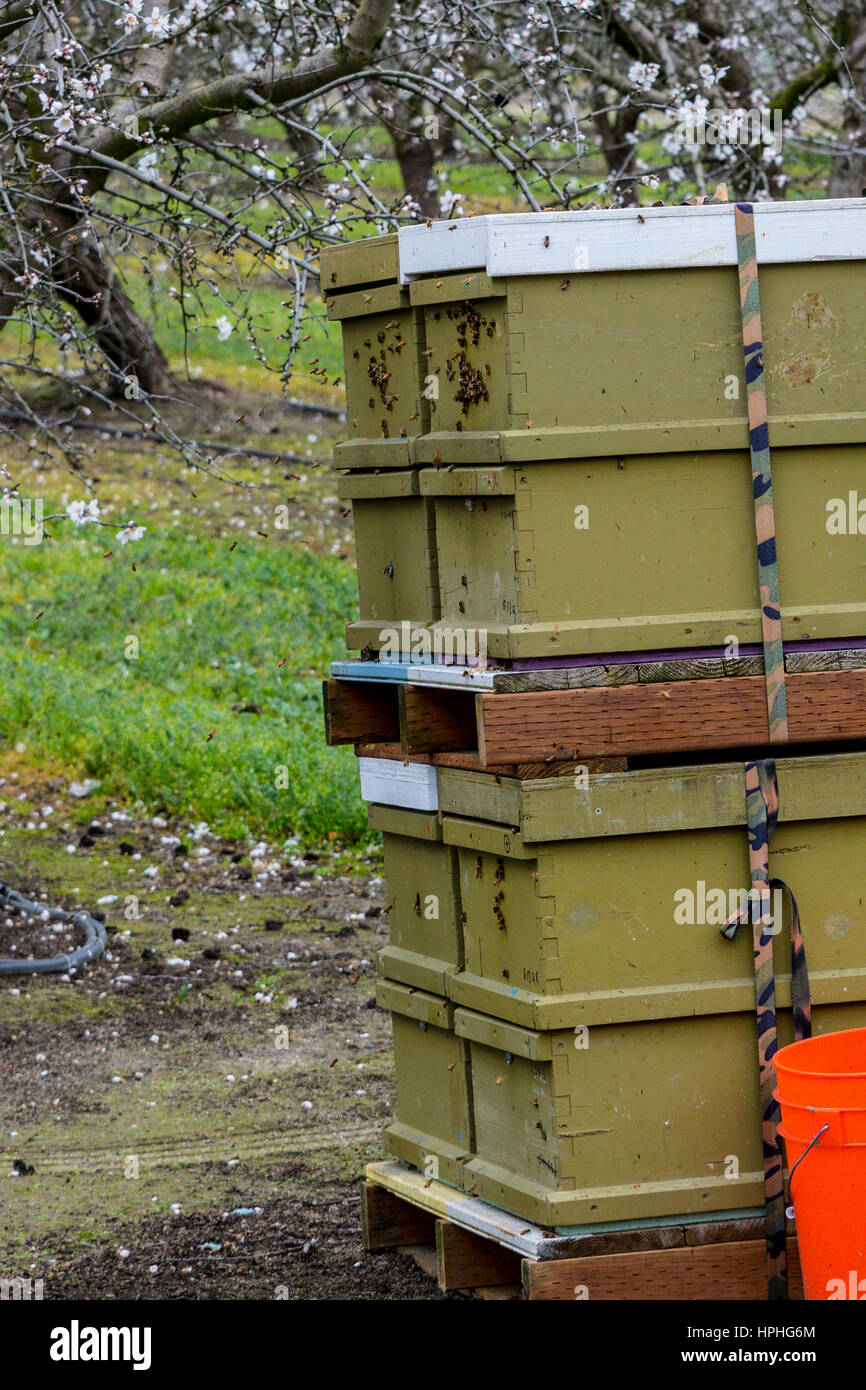 Bee pollinating almond hires stock photography and images Alamy