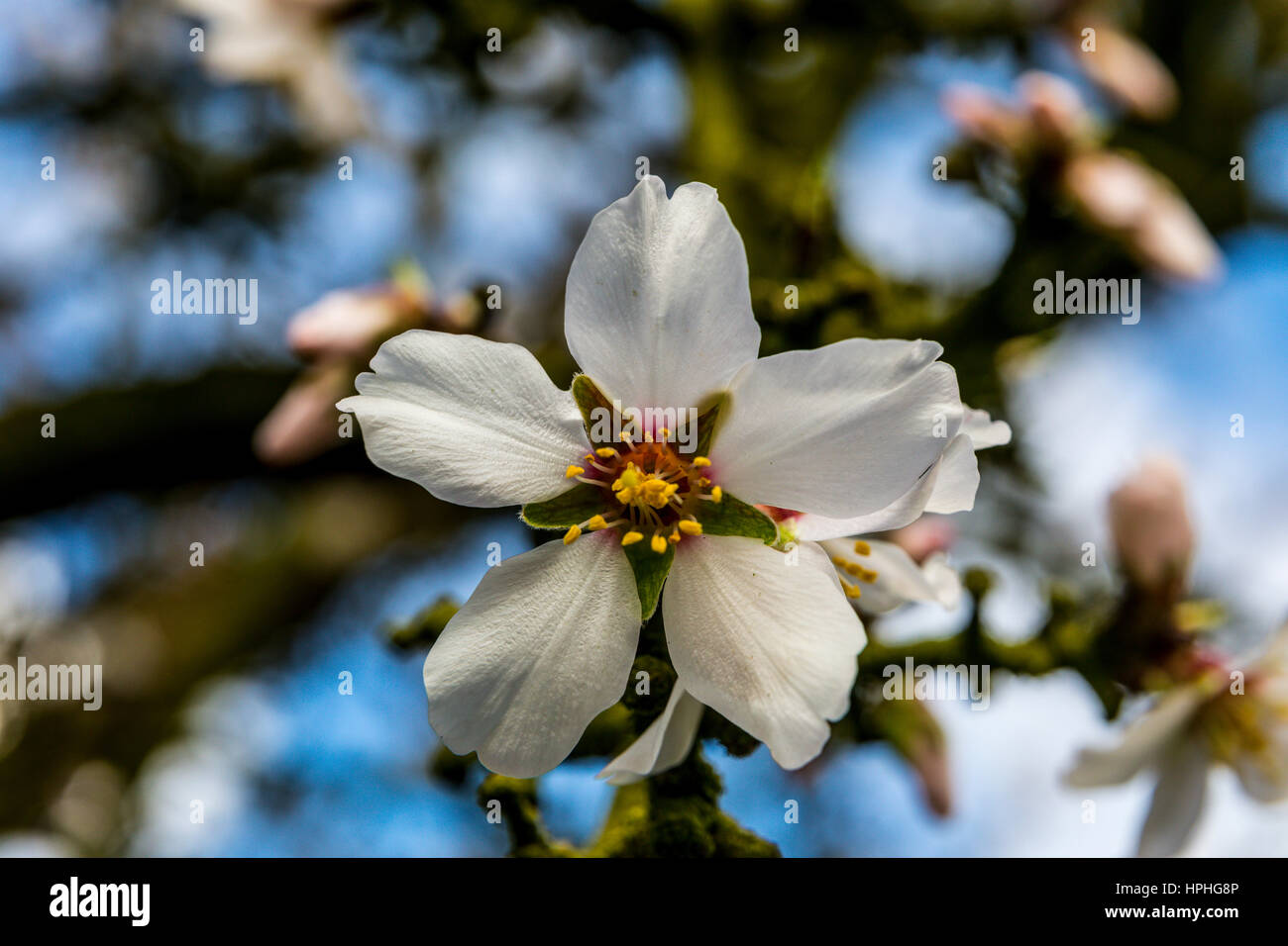 An Almond orchard in the San Joaquin Valley of California USA Stock ...