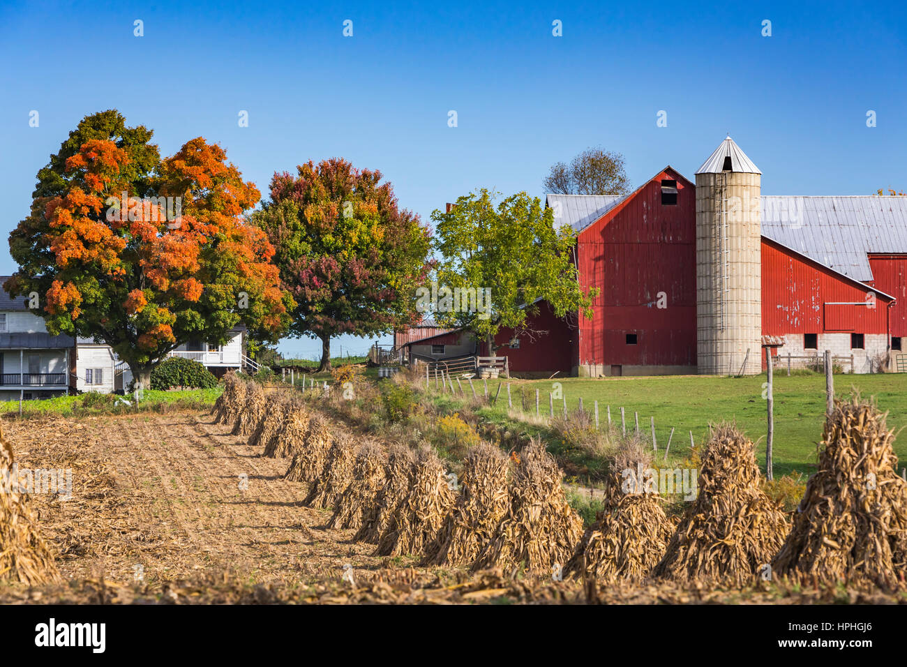 An Amish farm with corn shocks in the field near Kidron, Ohio, USA. Stock Photo