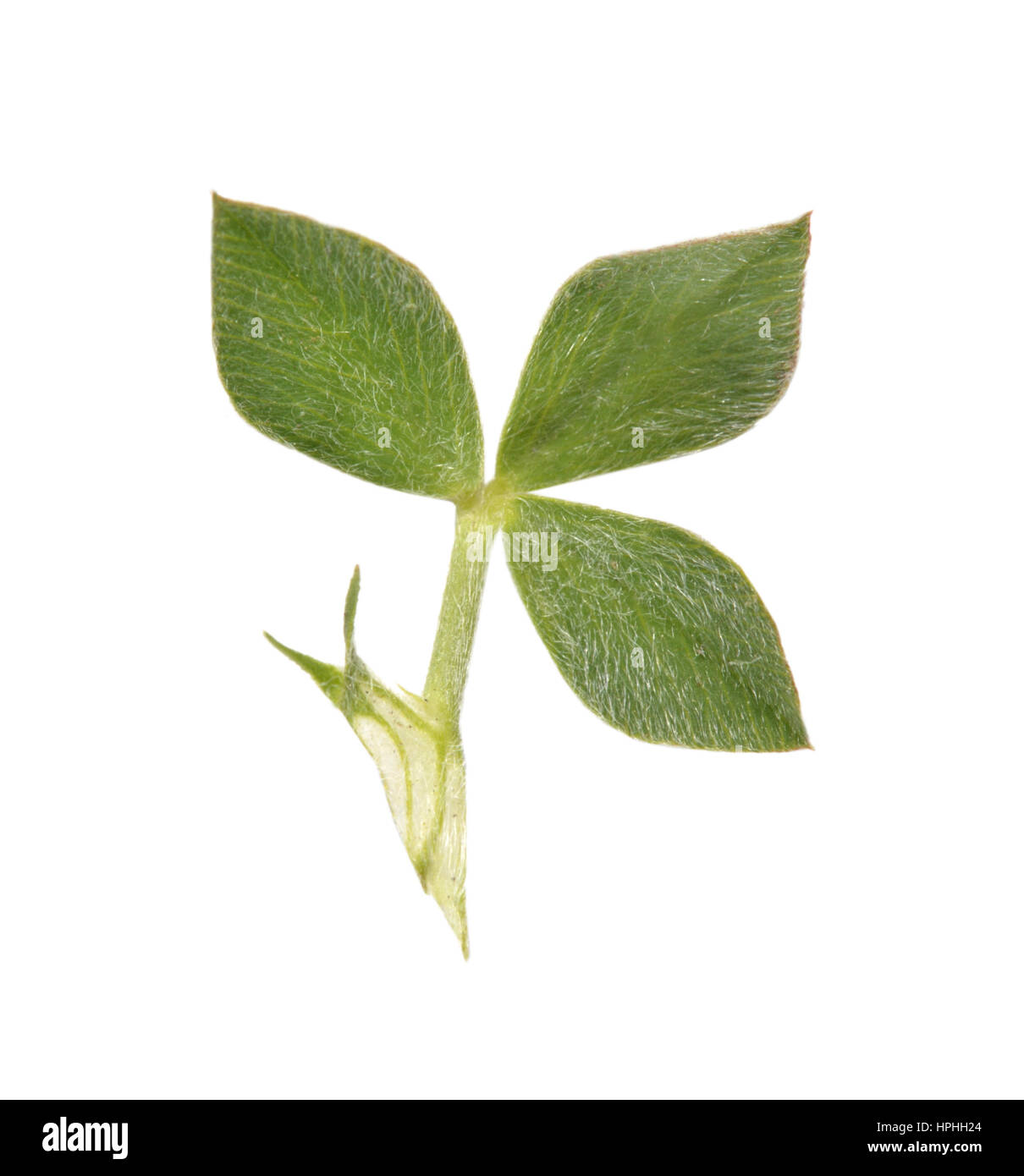Knotted Clover - Trifolium striatum Stock Photo