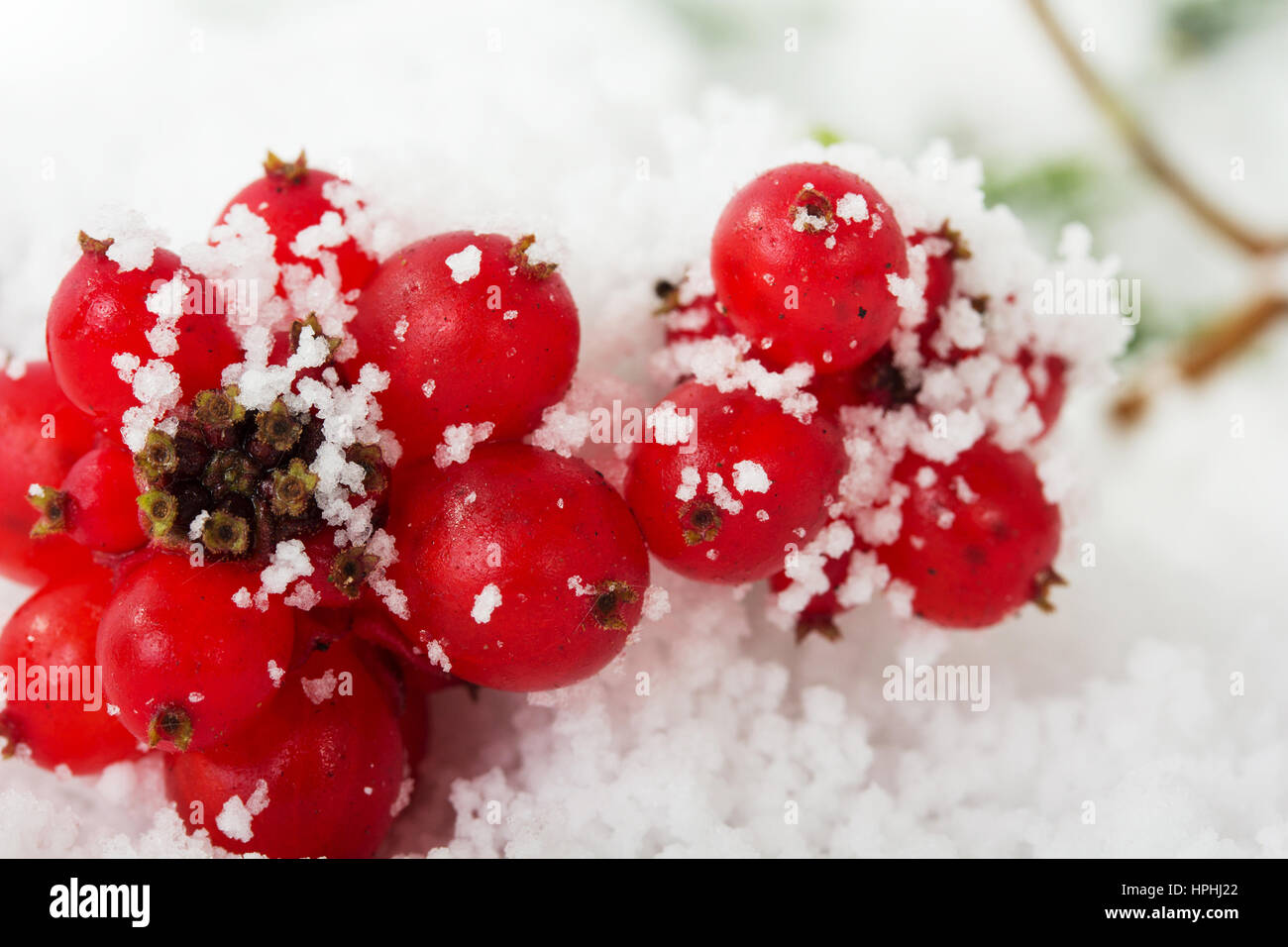 Bright red berries covered in fluffy white snow Stock Photo - Alamy
