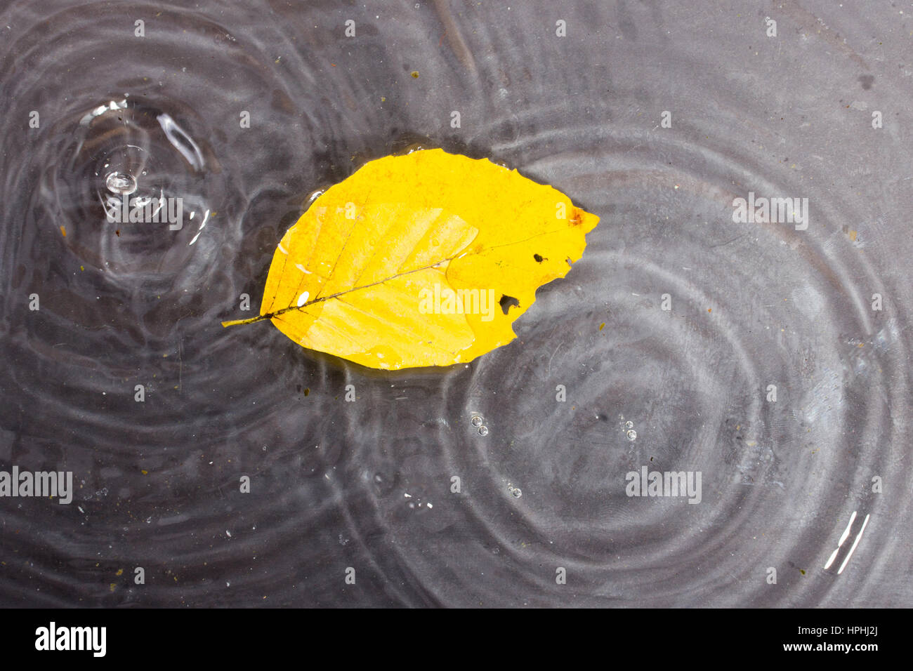 Bright colourful autumn leaf floating in water with ripples Stock Photo ...