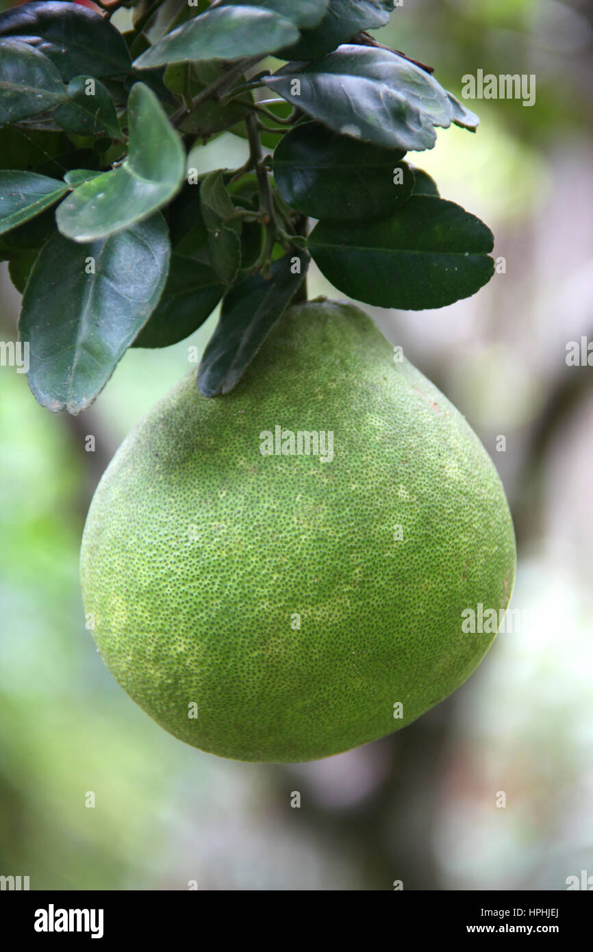 Growing pomelos hires stock photography and images Alamy