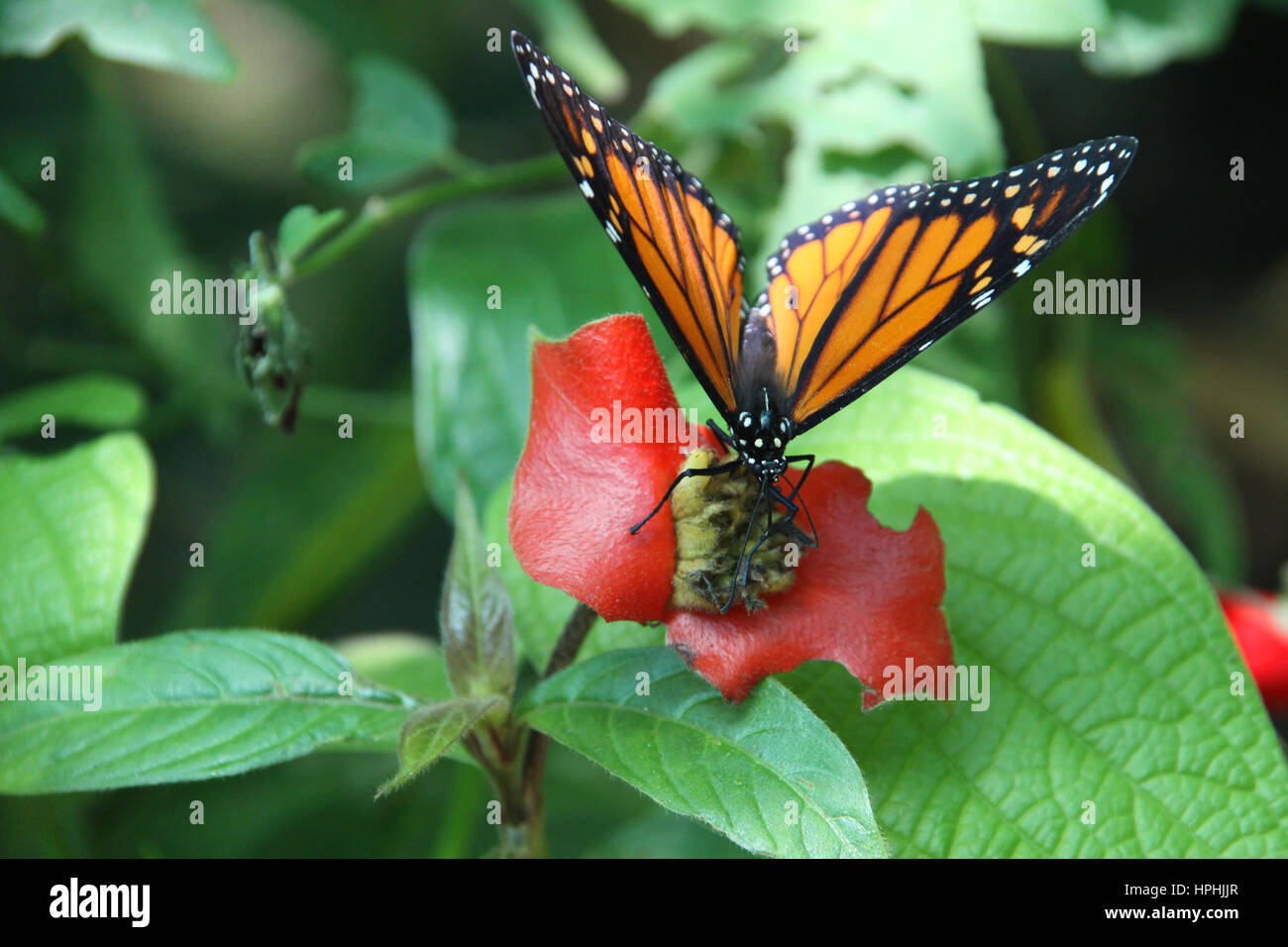 Monarch Butterfly or Danaus plexippus, resting on some green foliage, in the jungle, Roatan, Honduras, Central America. Stock Photo