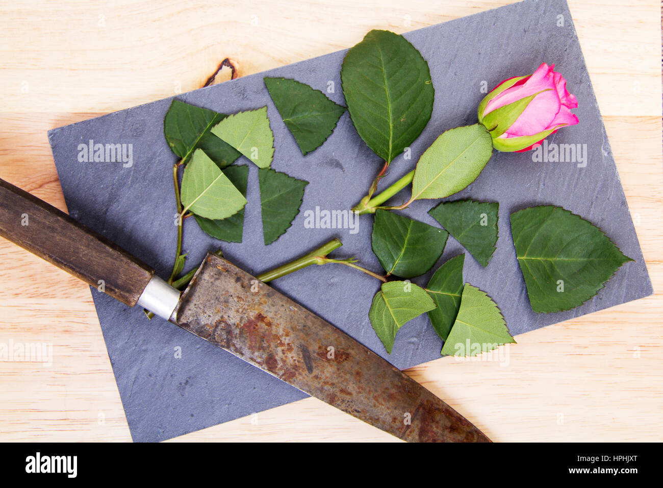 Single rose cut up on piece of slate Stock Photo - Alamy