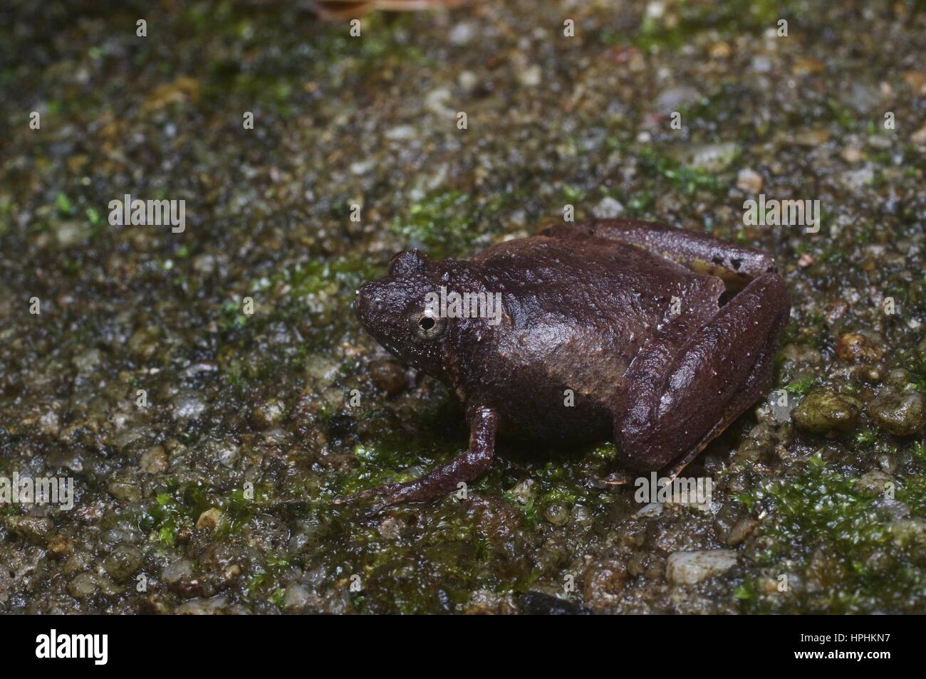 A Large Pygmy Frog (Microhyla berdmorei) in the rainforest at Ulu Semenyih, Selangor, Malaysia Stock Photo