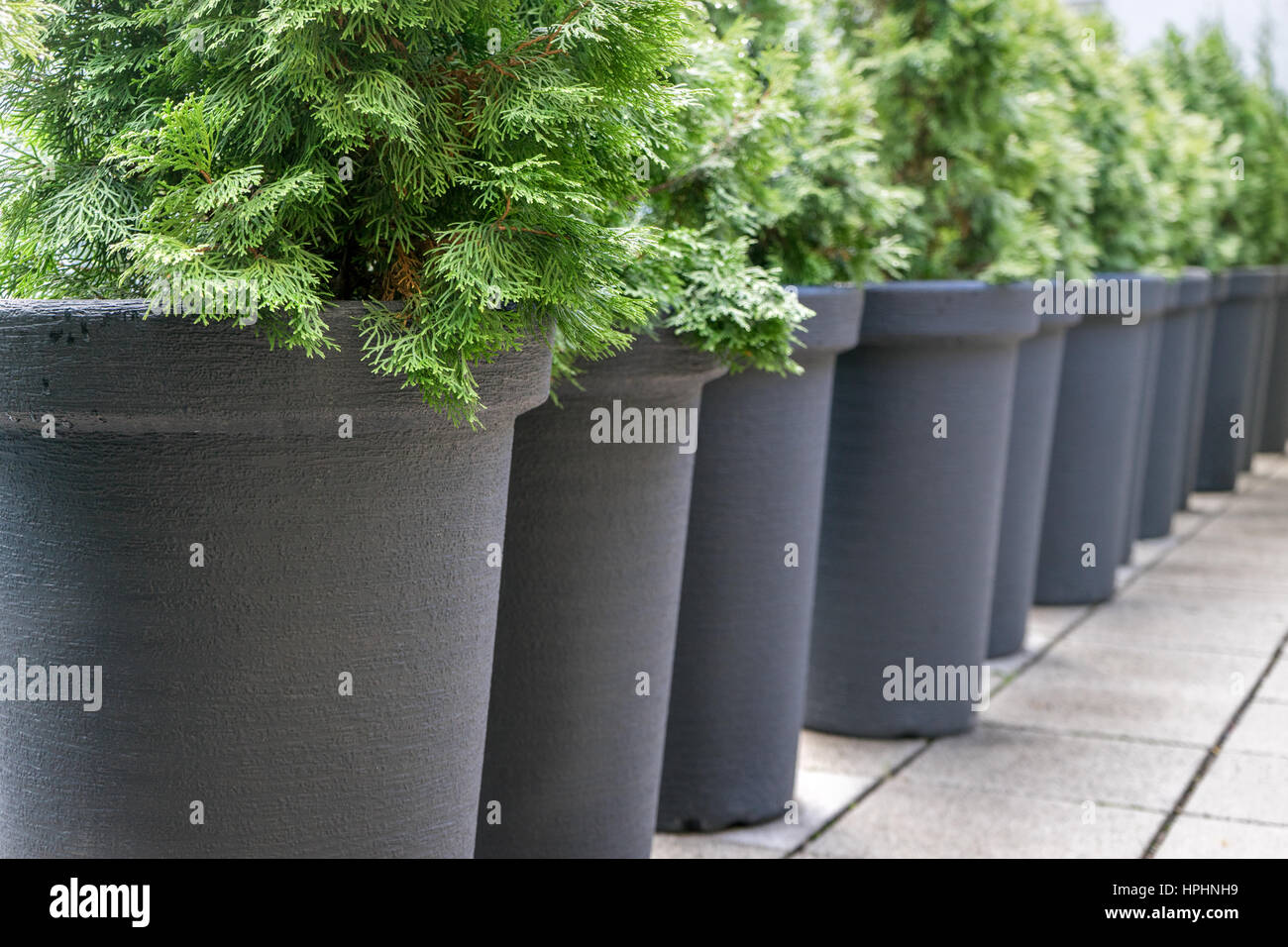 Row with gray pots with conifers Stock Photo