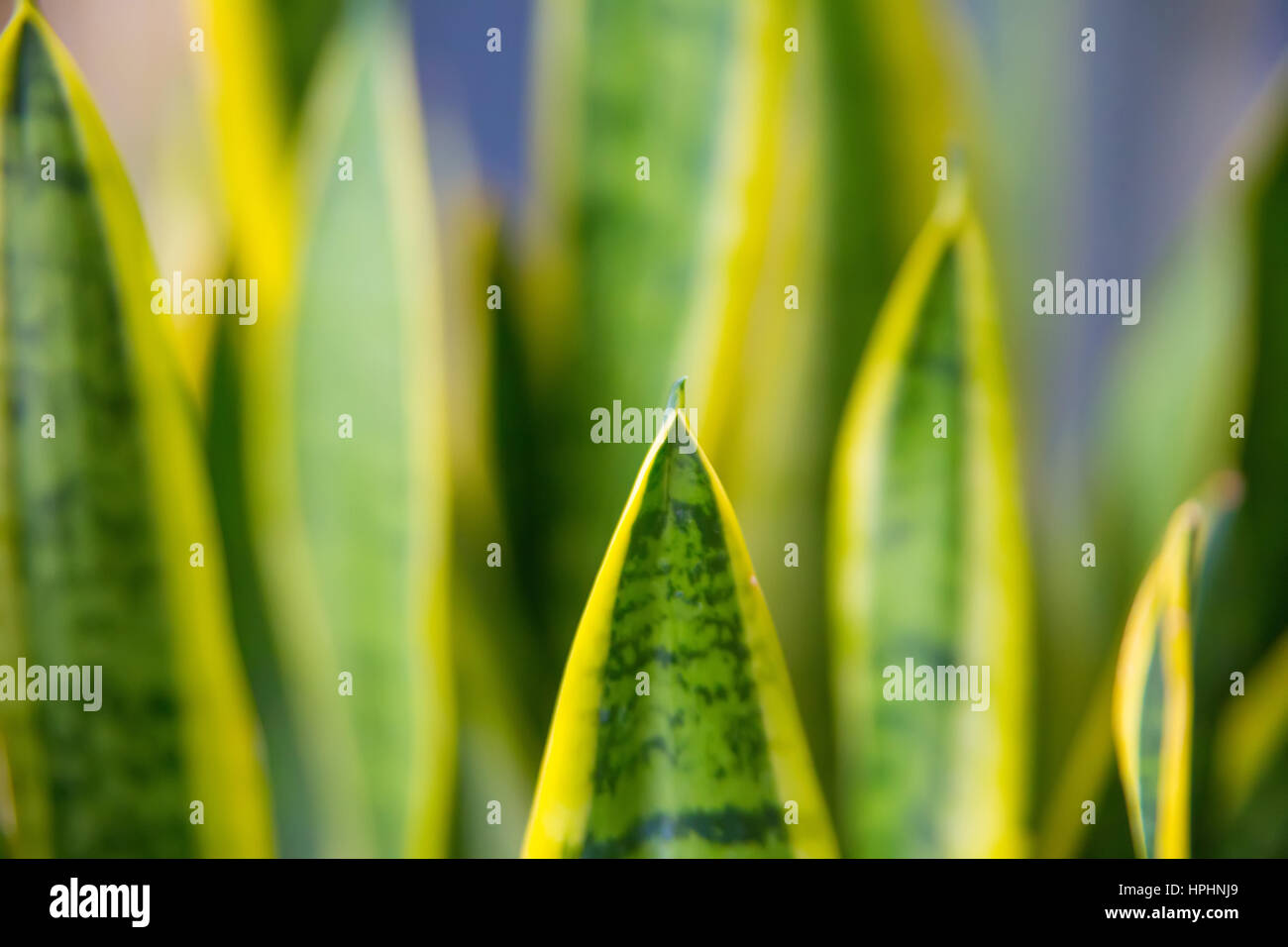 Green leaves with yellow strips background with soft selective focus on leaves Stock Photo