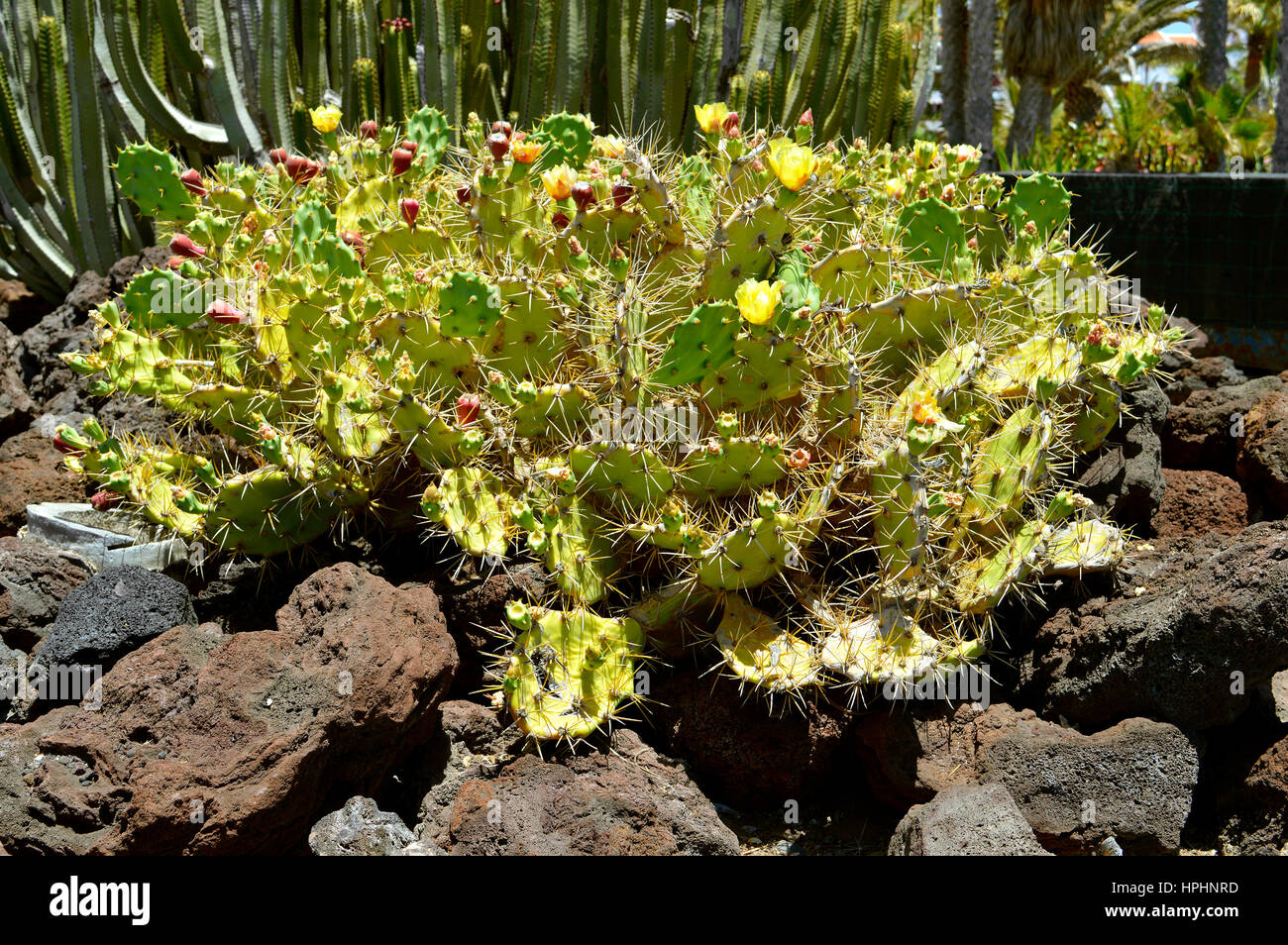 Prickly pear cactus Latin name Opuntia ficusindica Stock Photo Alamy
