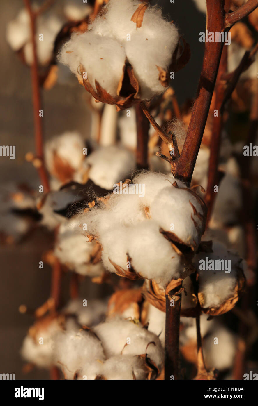 tufts of white cotton on the intensive cultivation of cotton Stock