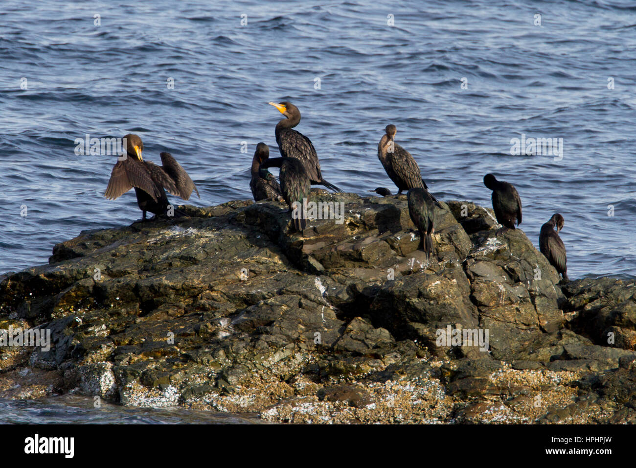 Double-crested Cormorant (Phalacrocorax auritus) and Pelagic cormorant (Phalacrocorax pelagicus) resting on a rock at Neck Point, Nanaimo, BC,Canada Stock Photo