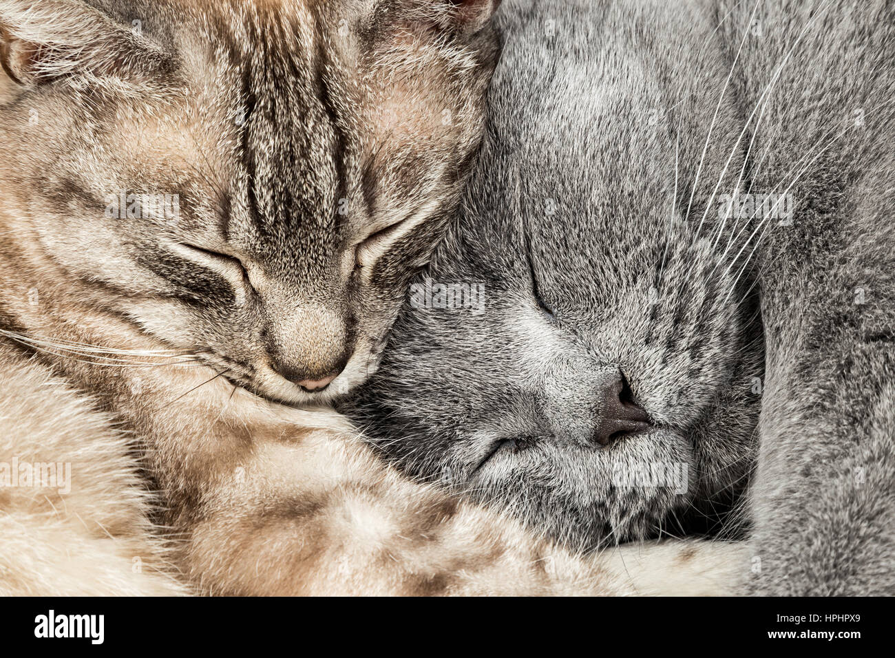 closeup of two  sleeping cuddling cats together thai siam and british shorthair pet couple Stock Photo