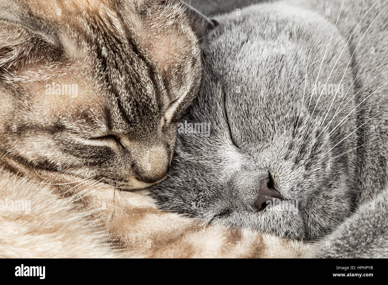 closeup of two sleeping cuddling cats together thai siam and british shorthair pet couple Stock Photo