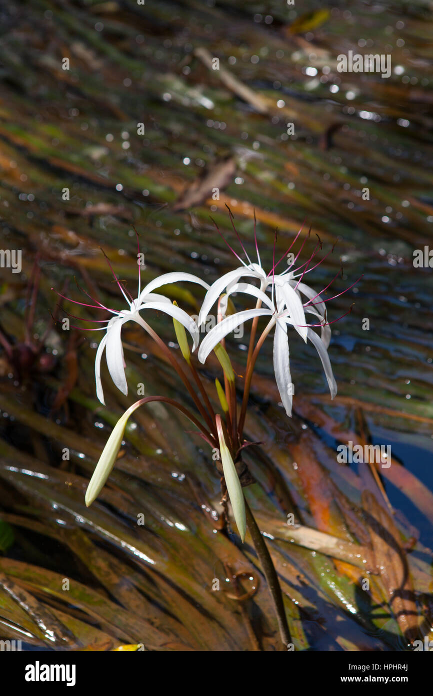 Rare Crinum thaianum or water lily or Water onion blooming at Phang Nga , Thailand Stock Photo