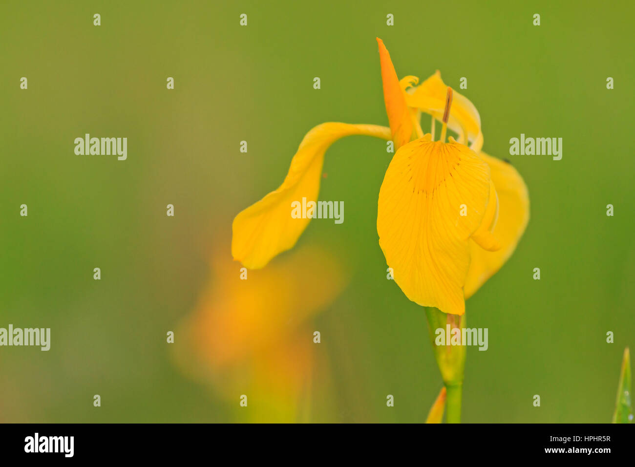 yellow iris medical plant,essential oils, perfumery, medicine, self