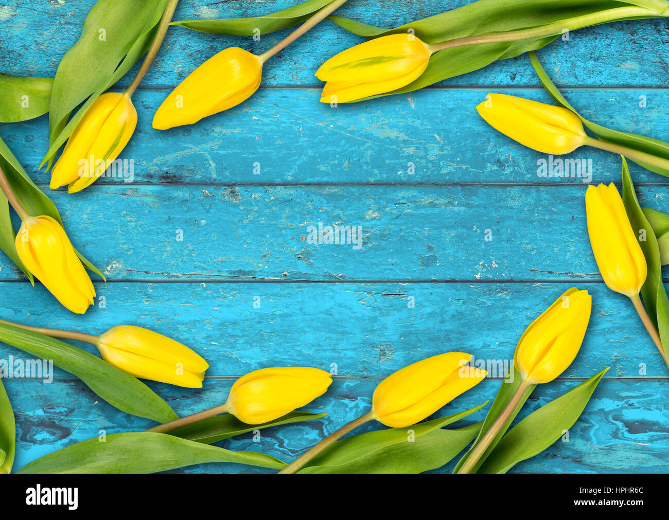 colorful wooden easter spring background yellow tulips on rustic old oak turquoise light blue wood texture Stock Photo