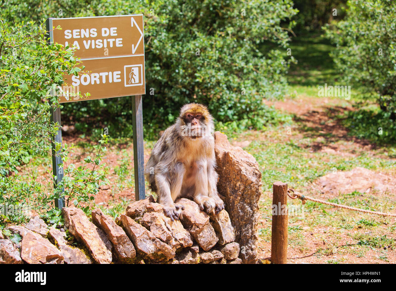 France, Lot, Rocamadour, Monkeys Forest, Beginning of the visit, Barbary  Macaque Stock Photo - Alamy