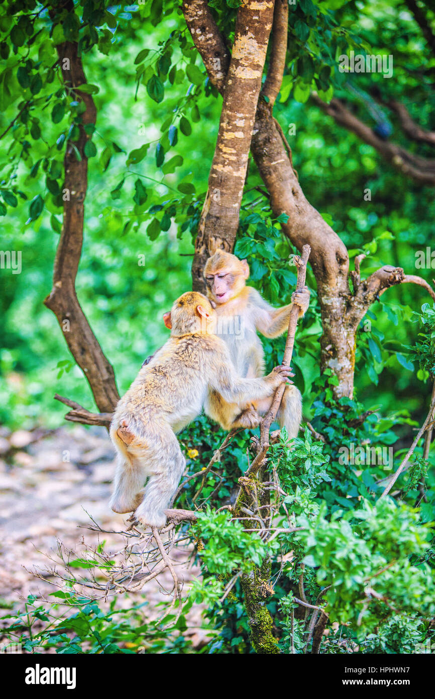 France, Lot, Rocamadour, Monleys Forest, Two young Barbary macaques ...