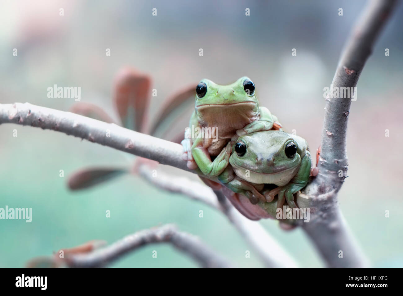 Two Frogs In Action Stock Photo