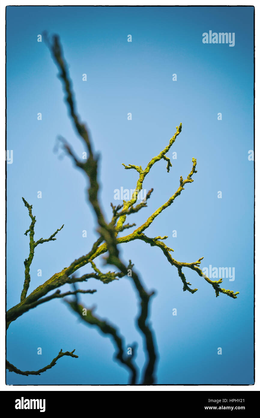 A Streak of Sunlight Silhouette Dry tree with blue sky, with a vintage ...