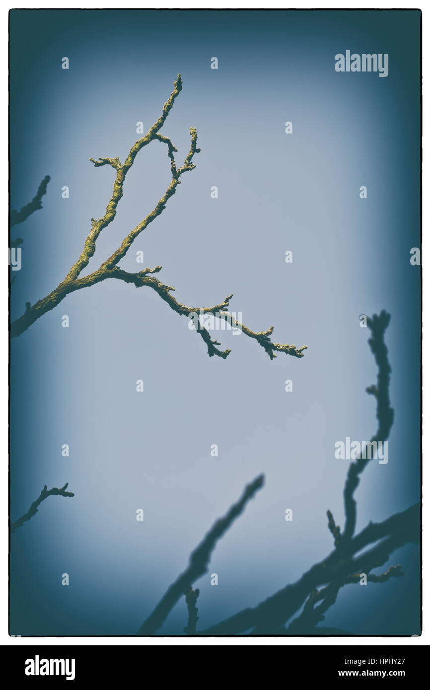 A Streak of Sunlight Silhouette Dry tree with blue sky, with a vintage ...