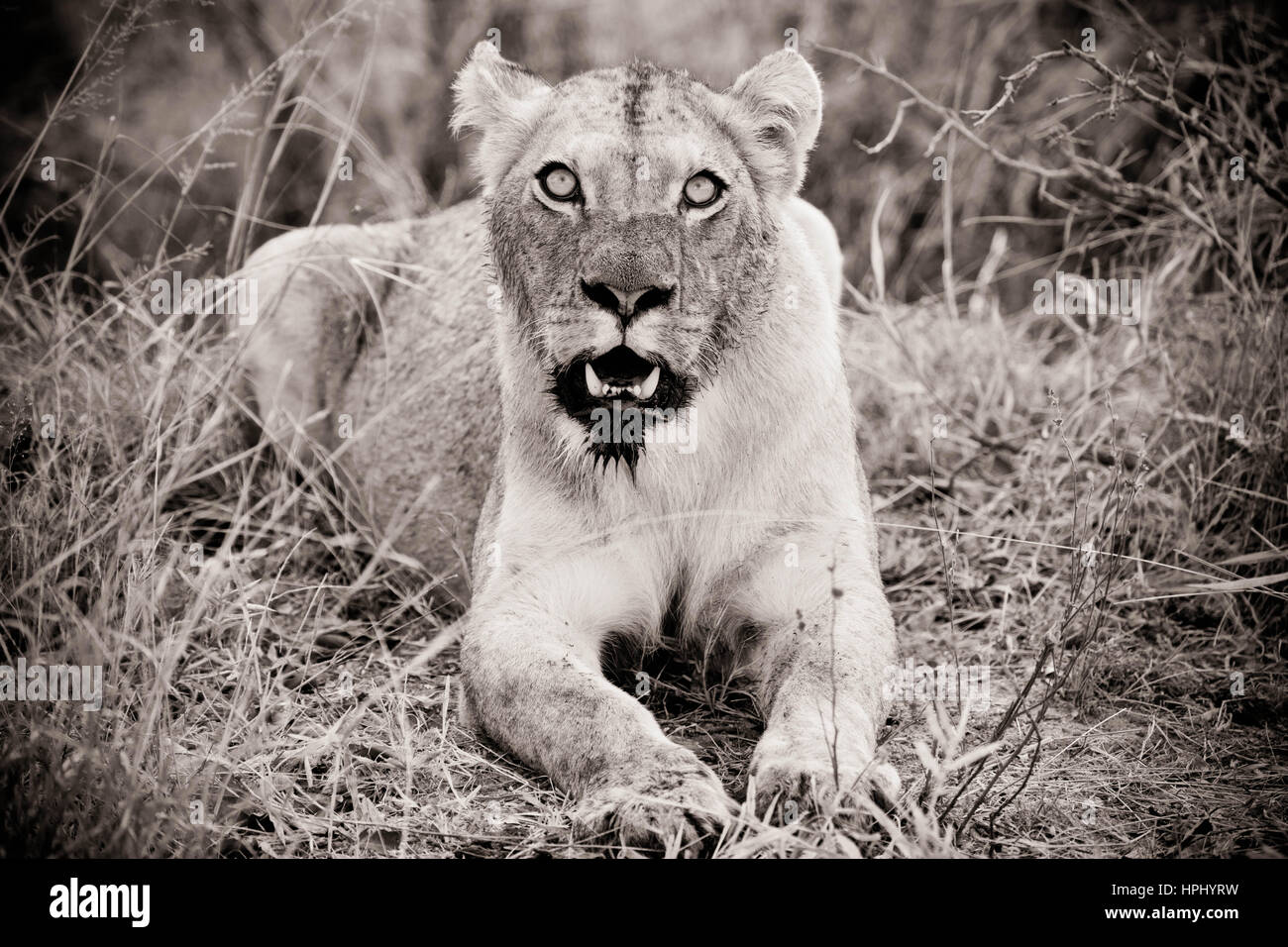 Bloody white lion hi-res stock photography and images - Alamy