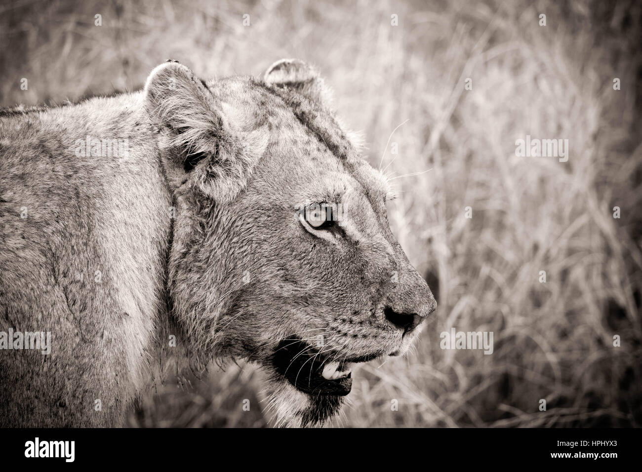 Black and white image of a lioness lying in the grass in Kapama game Reserve South Africa (artistic processing) Stock Photo