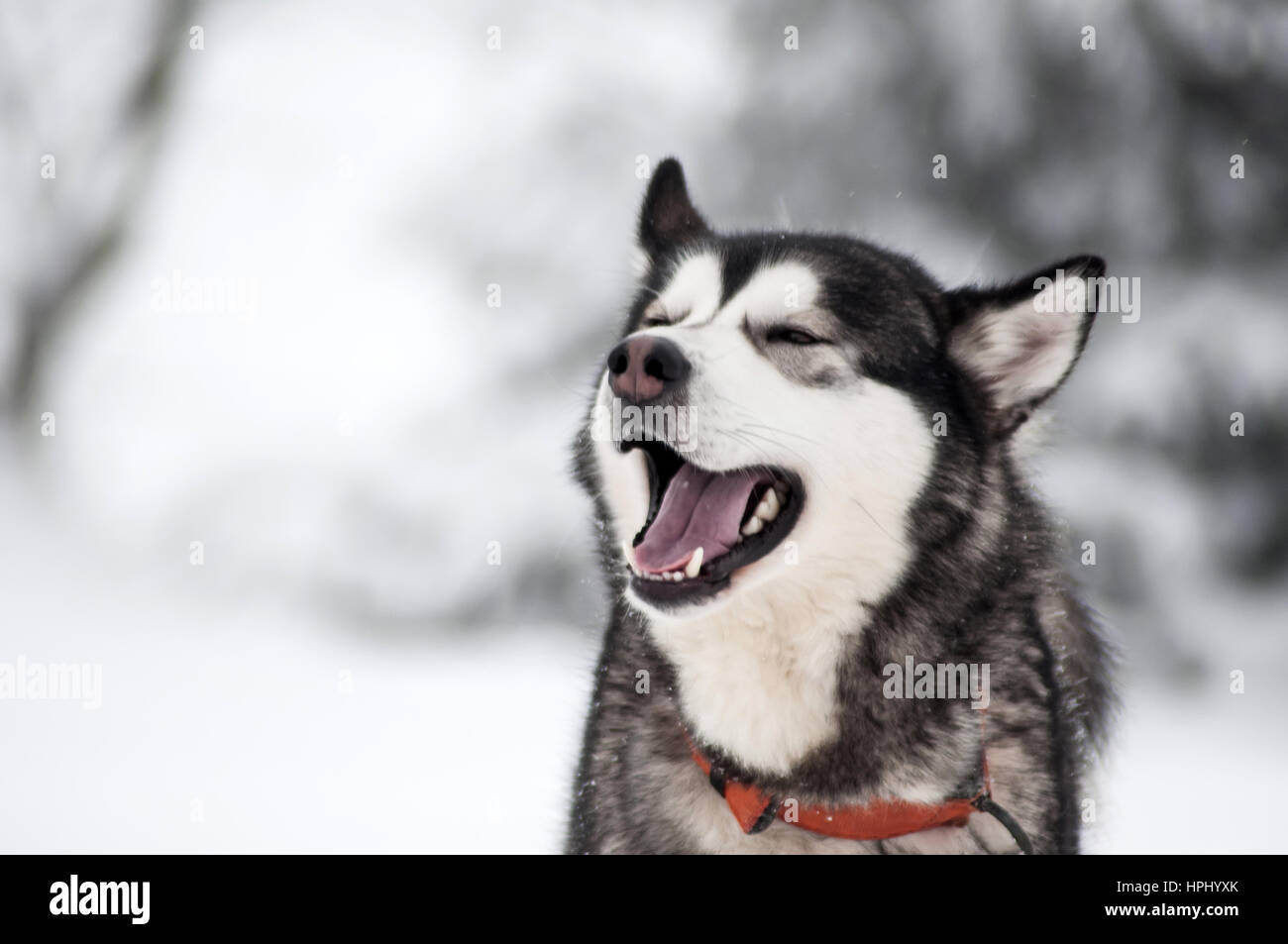 Husky dog portrait in the winter snow Stock Photo - Alamy