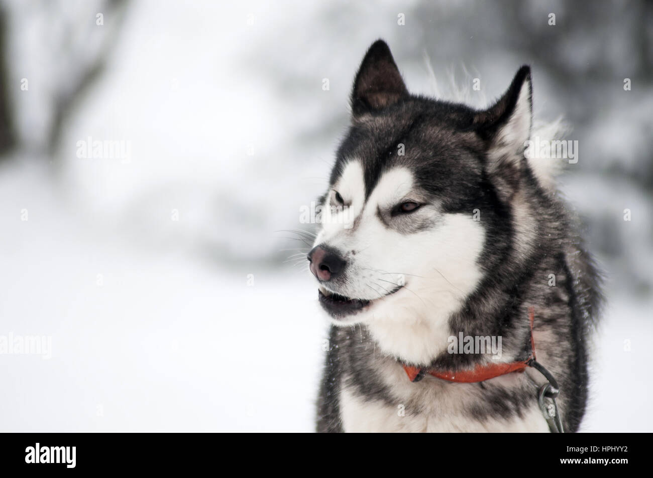 Husky dog portrait in the winter snow Stock Photo - Alamy
