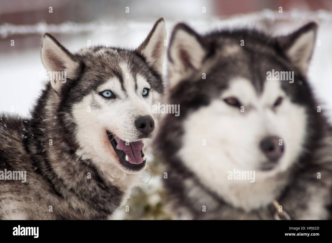 Husky dog portrait in the winter snow Stock Photo - Alamy