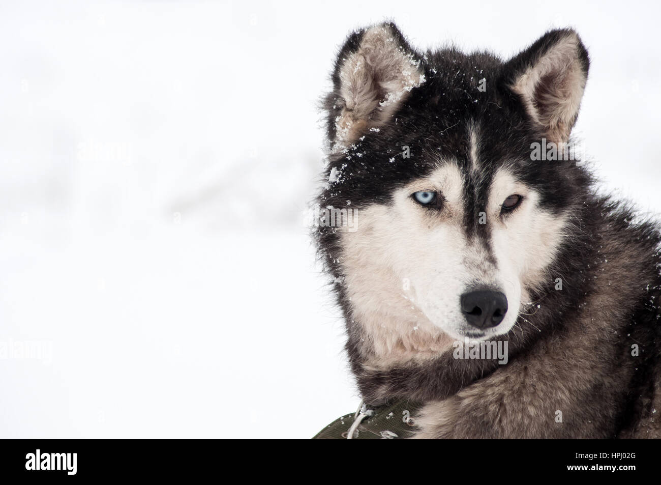 Husky dog portrait in the winter snow Stock Photo - Alamy