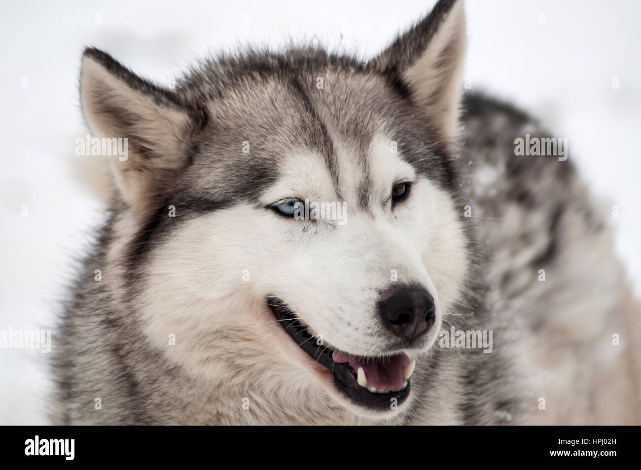 Husky dog portrait in the winter snow Stock Photo - Alamy