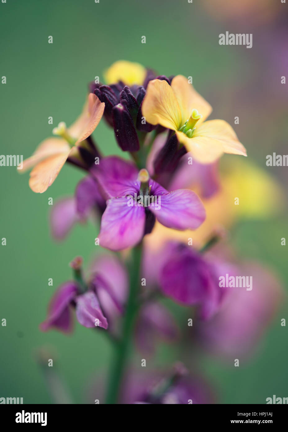 erysimum bowles mauve close up with purple and yellow flowers on a green background Stock Photo