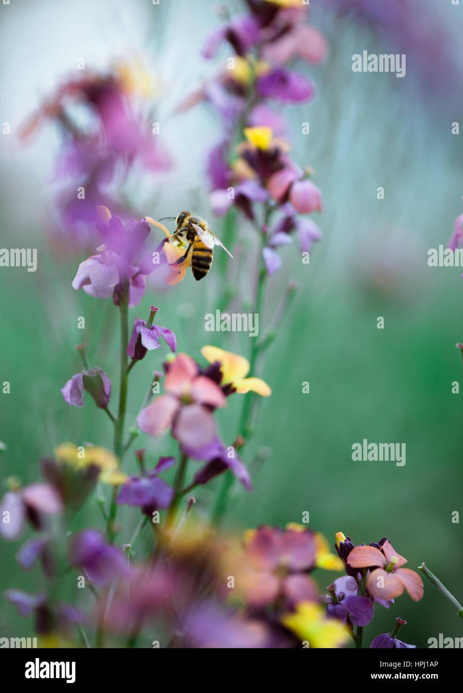 erysimum bowles mauve wallflower with feeding bee, soft green background in English Spring garden Stock Photo