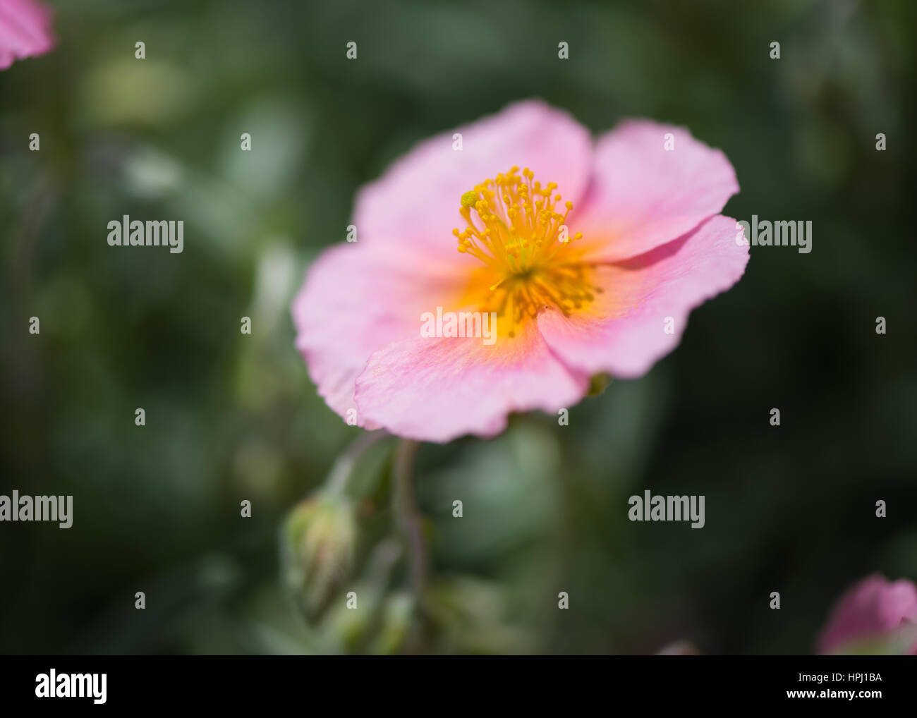 pink helianthemum rhodanthe carneum with yellow center on a soft green background Stock Photo