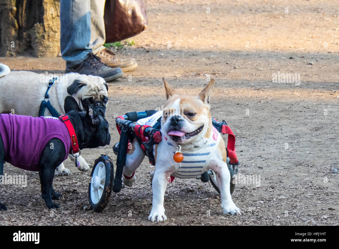 A dog which has lost the use of its hind legs in a canine wheelchair, in a dog park, Yoyogi Park, Shibuya, Tokyo. Stock Photo